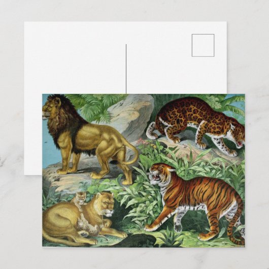 Lion Tiger Leopard  Briefkaart (Voorkant / Achterkant)