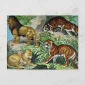 Lion Tiger Leopard  Briefkaart (Voorkant)