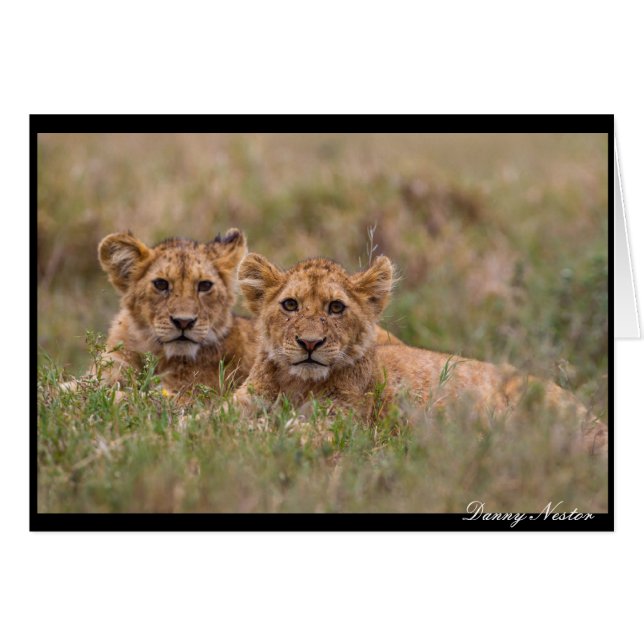 Lion Twins (Voorkant Horizontaal)