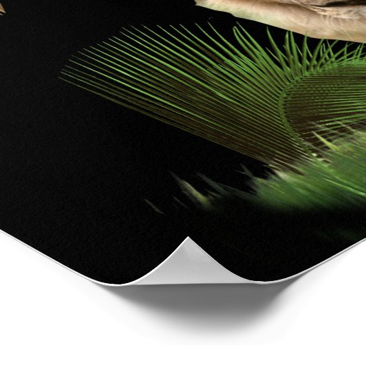 Lion van judah Poster (Hoek)