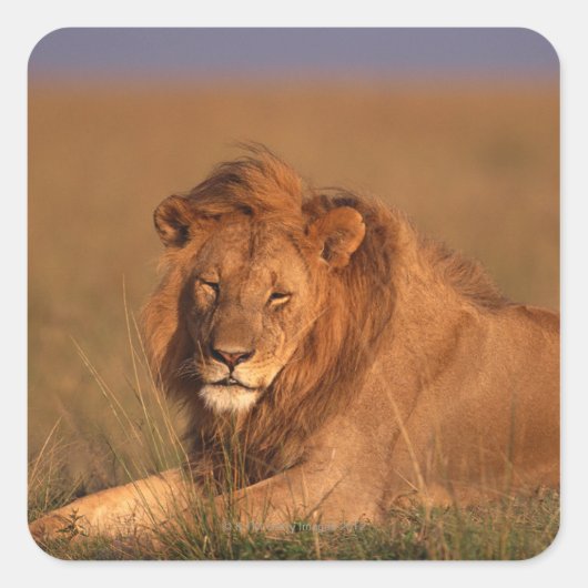 Lion Vierkante Sticker (Voorkant)