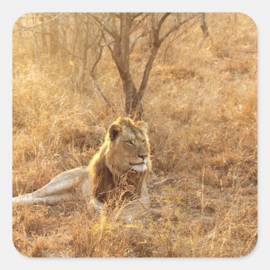 Lion Vierkante Sticker (Voorkant)