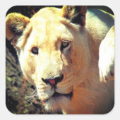 Lion Vierkante Sticker (Voorkant)