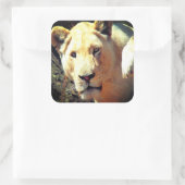 Lion Vierkante Sticker (Tas)