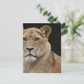 Lion Vrouw neer Briefkaart (Staand voorkant)