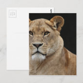 Lion Vrouw neer Briefkaart (Voorkant / Achterkant)