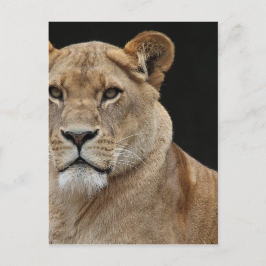 Lion Vrouw neer Briefkaart (Voorkant)
