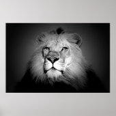 Lion - Wilde dierfotografie Poster (Voorkant)