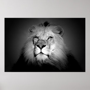 Lion - Wilde dierfotografie Poster