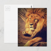 Lion Wildlife Africa Briefkaart (Voorkant / Achterkant)