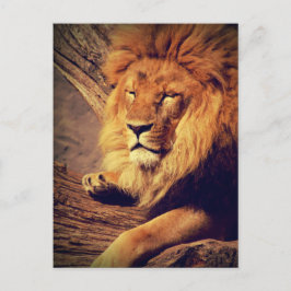 Lion Wildlife Africa Briefkaart