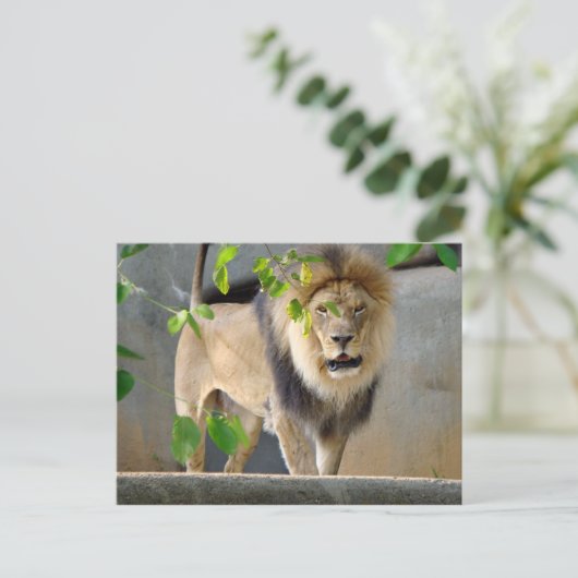 Lion Wildlife Briefkaart (Staand voorkant)
