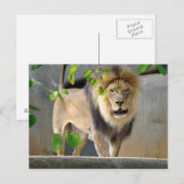 Lion Wildlife Briefkaart (Voorkant / Achterkant)