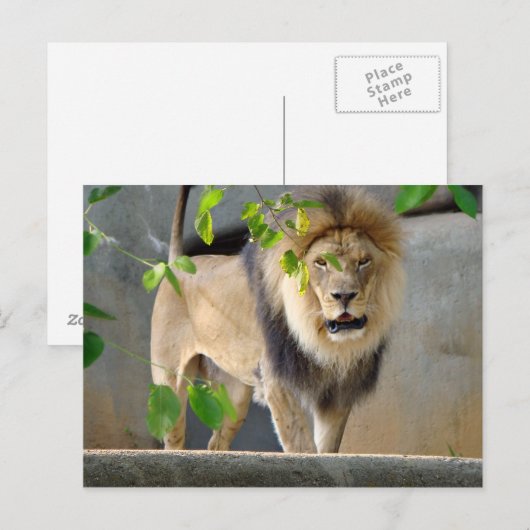 Lion Wildlife Briefkaart (Voorkant / Achterkant)