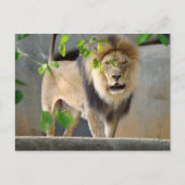 Lion Wildlife Briefkaart (Voorkant)
