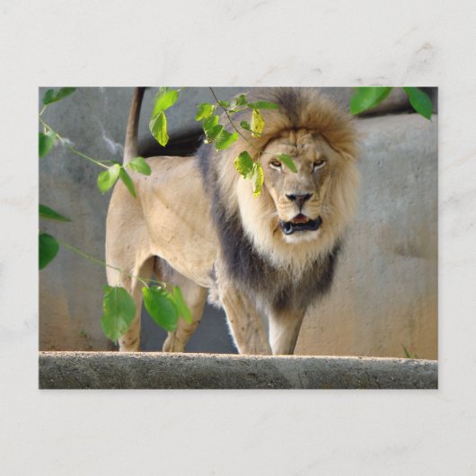 Lion Wildlife Briefkaart (Voorkant)