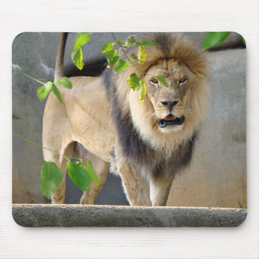 Lion Wildlife Mousepad Muismat (Voorkant)