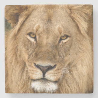 Lion With Great Mane Stenen Onderzetter