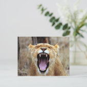 Lion yawning briefkaart (Staand voorkant)
