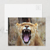Lion yawning briefkaart (Voorkant / Achterkant)