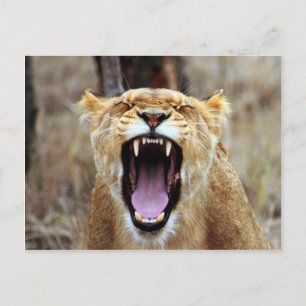 Lion yawning briefkaart