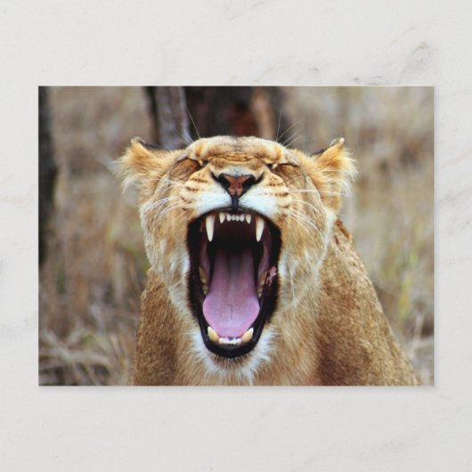 Lion yawning briefkaart (Voorkant)