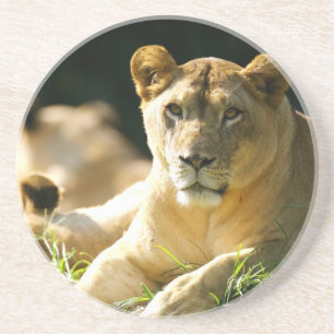 Lion Zandsteen Onderzetter