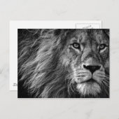 Lion Zwart & Wit Briefkaart (Voorkant / Achterkant)