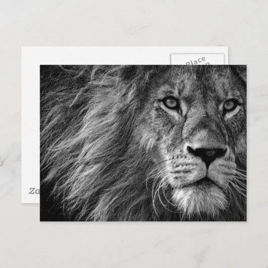 Lion Zwart & Wit Briefkaart (Voorkant / Achterkant)