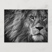 Lion Zwart & Wit Briefkaart (Voorkant)