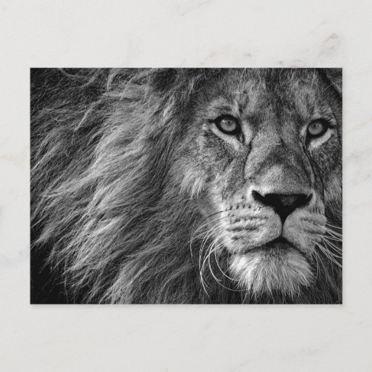 Lion Zwart & Wit Briefkaart (Voorkant)