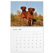 Liondog - Rhodesian Ridgeback Kalender 2027 (Jan 2027)