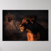 Lionen afdrukken poster (Voorkant)