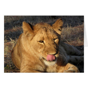 (Lionen Clubs) Loness die haar neus likt (Vic Herf