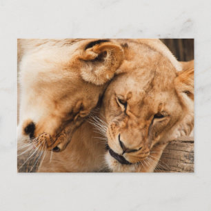 Lionen die dieren in het wild houden briefkaart