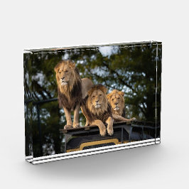 Lionen die op de bovenkant van de safari-auto koel fotoblokken