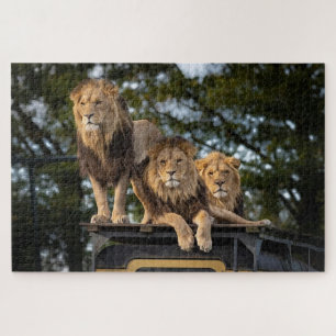 Lionen die op de bovenkant van de safari-auto koel legpuzzel