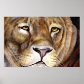 Lionen hebben een mooi poster (Voorkant)