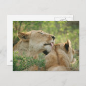 Lionen, Panthera leo grooming, Zuid-Afrika Briefkaart (Voorkant / Achterkant)