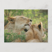 Lionen, Panthera leo grooming, Zuid-Afrika Briefkaart (Voorkant)
