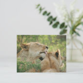 Lionen, Panthera leo grooming, Zuid-Afrika Briefkaart (Staand voorkant)