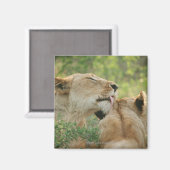 Lionen, Panthera leo grooming, Zuid-Afrika Magneet (Voorkant / Achterkant)