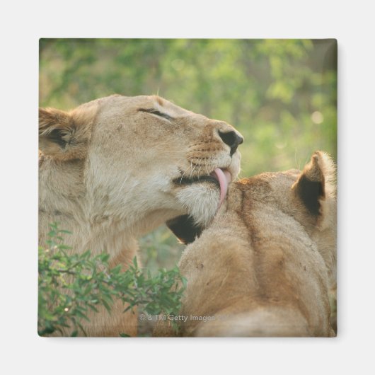 Lionen, Panthera leo grooming, Zuid-Afrika Magneet (Voorkant)