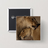 Lionen (Panthera leo) Vierkante Button 5,1 Cm (Voorkant /achterkant)