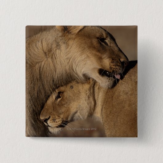 Lionen (Panthera leo) Vierkante Button 5,1 Cm (Voorkant)
