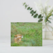 Lioness & Baby Briefkaart (Staand voorkant)
