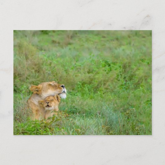 Lioness & Baby Briefkaart (Voorkant)