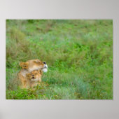 Lioness & Baby Poster (Voorkant)