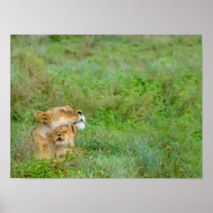 Lioness & Baby Poster