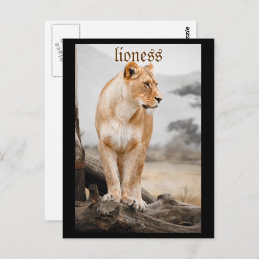 lioness briefkaart (Voorkant / Achterkant)